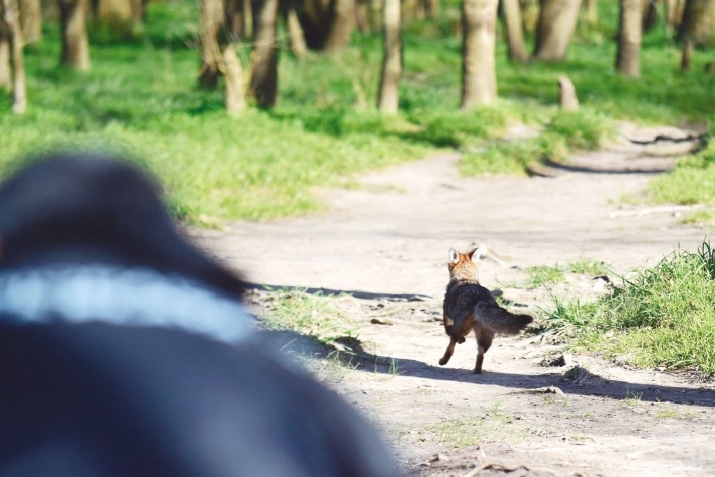 La Plata: «El Bioparque» liberó zorras grises tras un gran proceso de rehabilitación