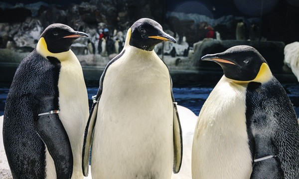 002 1.jpg La especie de pingüino más grande del mundo debutó en SeaWorld Orlando