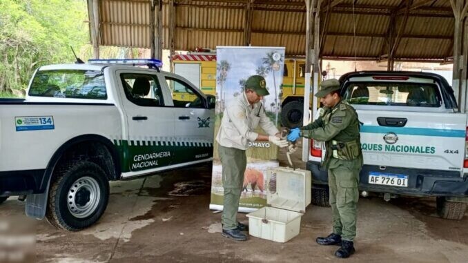 Gendarmería Asiste a un Mono Carayá en la Ruta 11