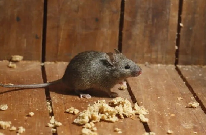 Confirmaron una muerte por hantavirus en Bariloche y activaron el protocolo sanitario