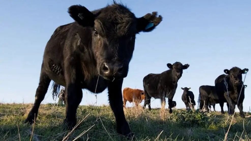 La ganadería argentina «Producción Mercado y Sequía»