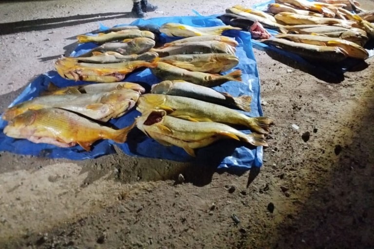 1000142825.jpg Se secuestraron en Concordia más de mil kilos de pescado en un operativo de fiscalización