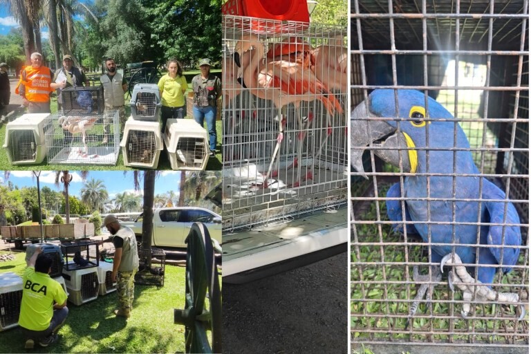 1000151964.jpg Decomisaron 18 ejemplares de fauna silvestre que vivían en un predio turístico de Gualeguay