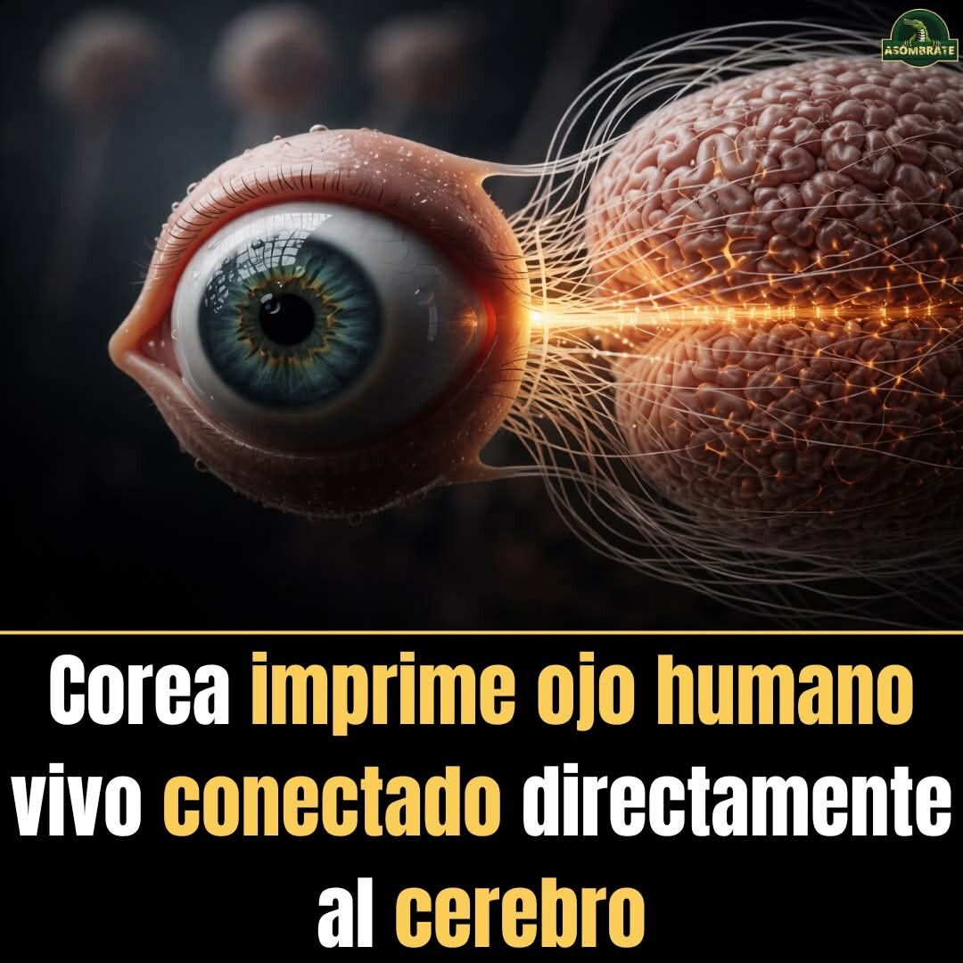 Imprimen ojo humano y lo conectan al cerebro