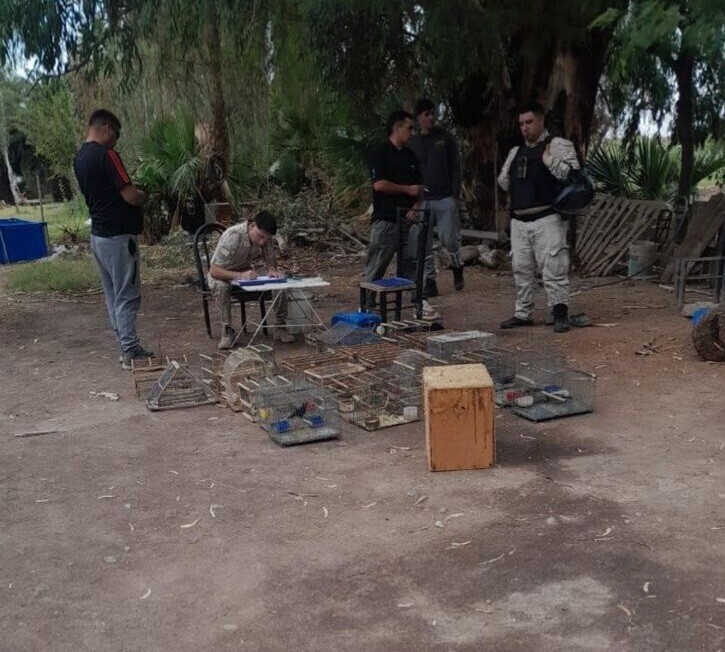 1000381345.jpg UNIDAD RURAL – 110 AVES RESCATADAS Y TRES DETENIDOS EN ALBARDÓN Y CAUCETE