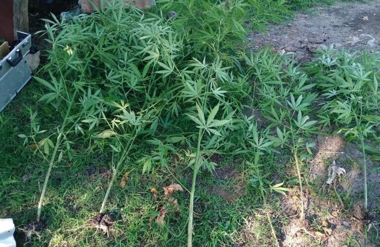 Encontraron plantas de marihuana tras allanamiento en Santa Elena