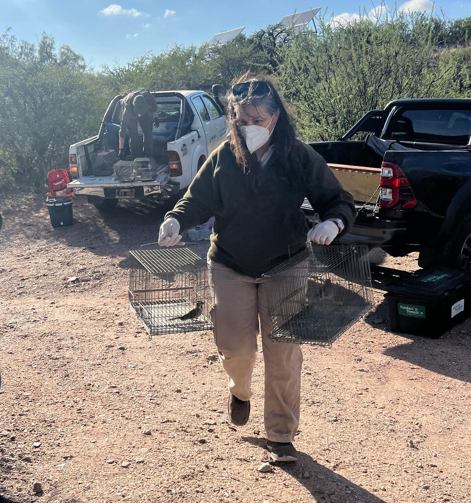1000404618.jpg Se realizó un nuevo operativo de rescate y liberación de aves