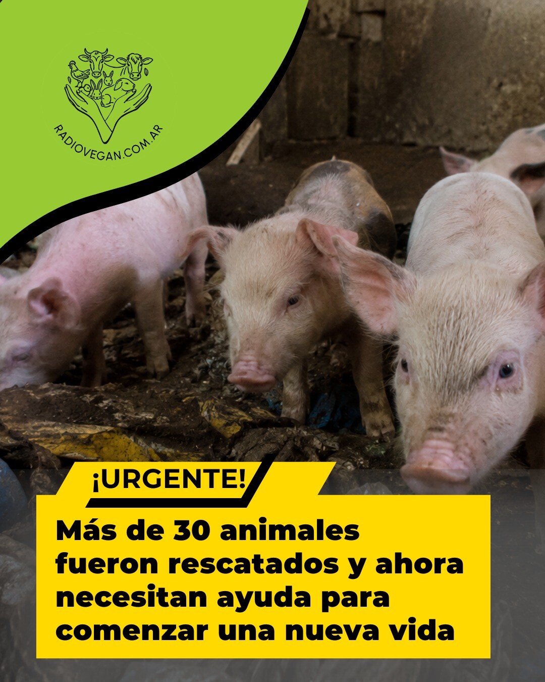 1000464525.jpg SE NECESITA AYUDA PARA RESCATE MASIVO DE ANIMALES
