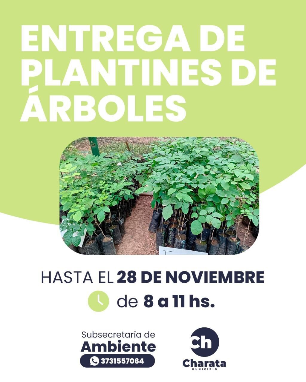MUNICIPIO DE CHARATA: TE INVITAMOS A RETIRAR TU PLANTIN DE ARBOL. MUNICIPIO DE CHARATA: TE INVITAMOS A RETIRAR TU PLANTIN DE ARBOL.