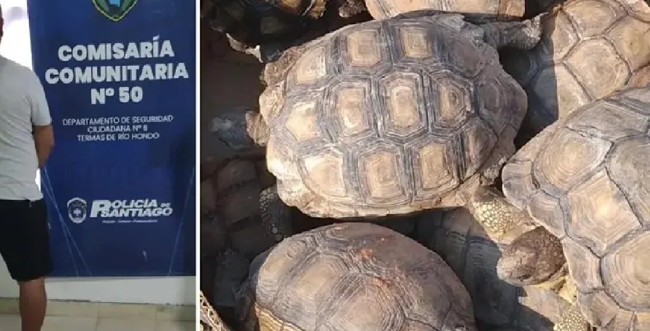 10.jpg Santiago del Estero: detienen a un hombre por traficar tortugas