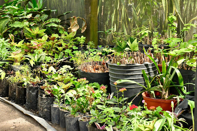 1.jpg Parques y Espacios Verdes de la comuna entregará plantines desde la próxima semana