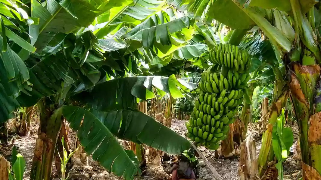 109141-salta-solicito-a-nacion-una-reunion-para-analizar-la-nueva-normativa-bananera.webp
