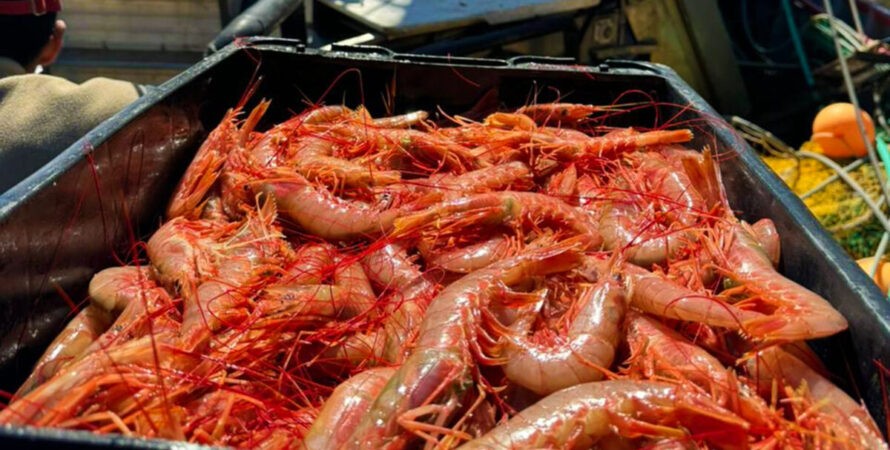 En aguas nacionales ya se pescaron más de 26 mil toneladas de langostino