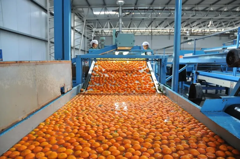 INFO RURAL: ARGENTINA ACORDÓ CON JAPÓN MEJORAS EN LAS CONDICIONES PARA LA EXPORTACIÓN DE CÍTRICOS