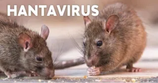 Alerta en La Plata, Berisso y Pergamino: Detectan cinco casos de hantavirus y un fallecido