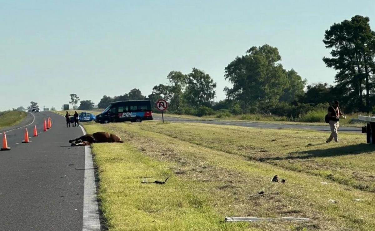 Murió un agente penitenciario al chocar su auto con un caballo
