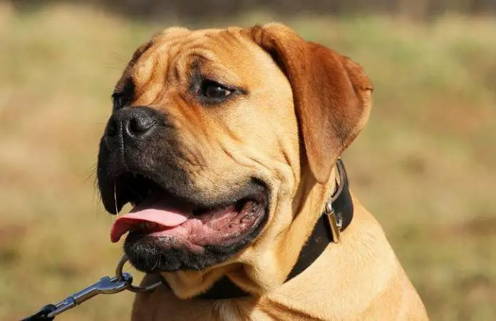 1610495509_Familias-de-perros-clasificacion-de-razas-segun-la-morfologia-696x450.webp Santa Fe inicia el Programa Huellas con la colocación de chips a perros