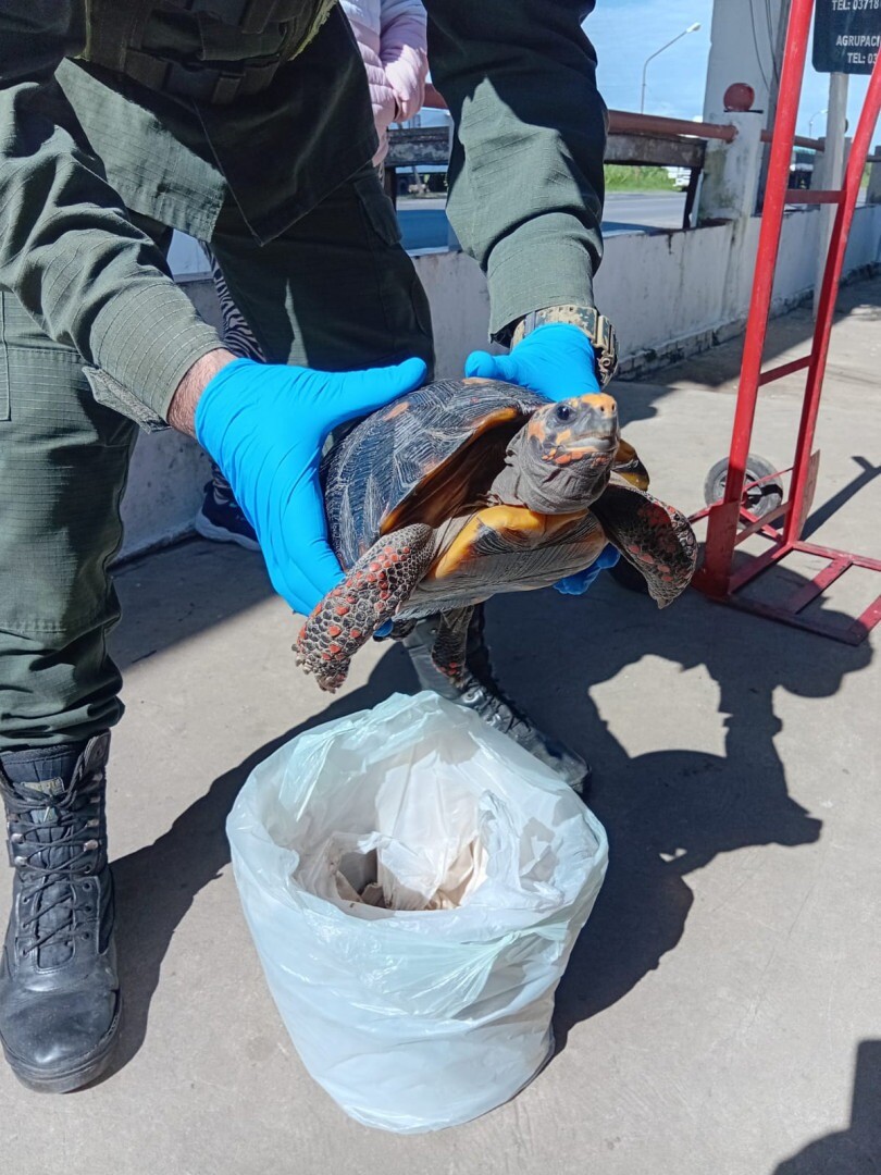 1.jpg Detuvieron a una mujer que trasladaba una tortuga en peligro de extinción, oculta en una olla