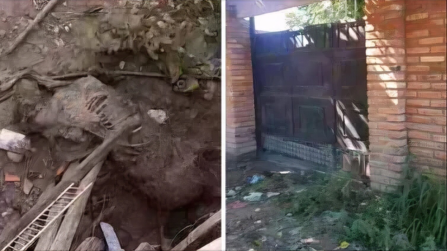 1730727373261_remastered.jpg Orán: encuentran a dos perros atados, uno muerto y otro en estado “calavérico”