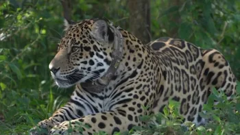 1736707524964.webp Corrientes: Otro yaguareté vivirá libre en los Esteros del Iberá