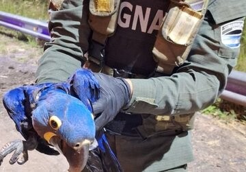 1736977388404.jpg Rescatan guacamayos azules que se venderían por 25 millones de pesos