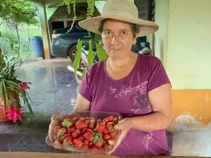 SAN PEDRO: En Colonia Alegría la producción de frutillas es una manera de resistir la crisis