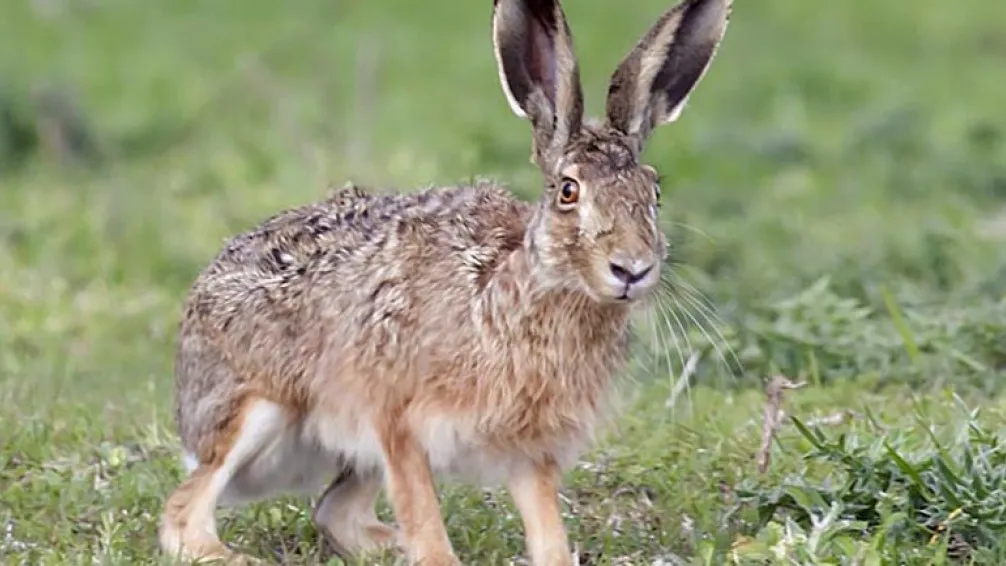 Se prorroga la veda y está prohibida la caza de liebre europea en Tandil
