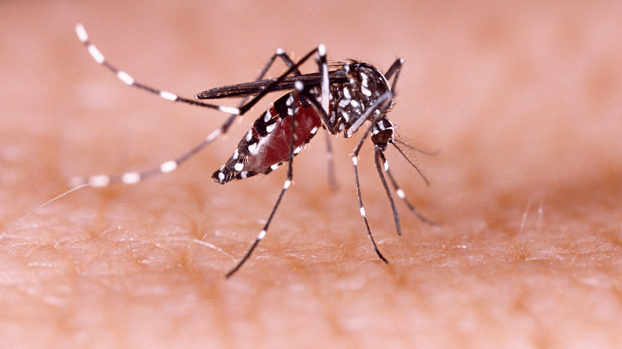 18zArIhOb5tnui8FnA5H0fOGS4dEWQu8XzIaKt4v.png Dengue: sin casos positivos, el mosquito transmisor ya tiene presencia activa en 43 barrios de Santa Fe
