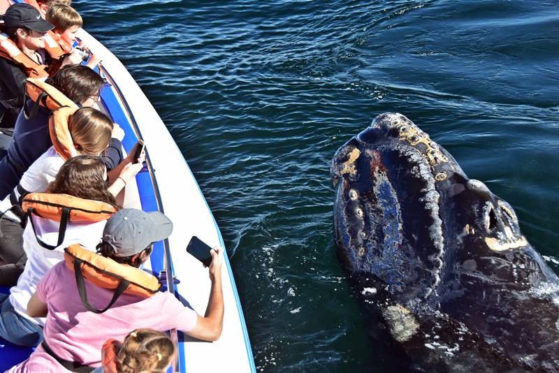 1.JPG Península Valdés Rompe Récord con 2.110 Ballenas