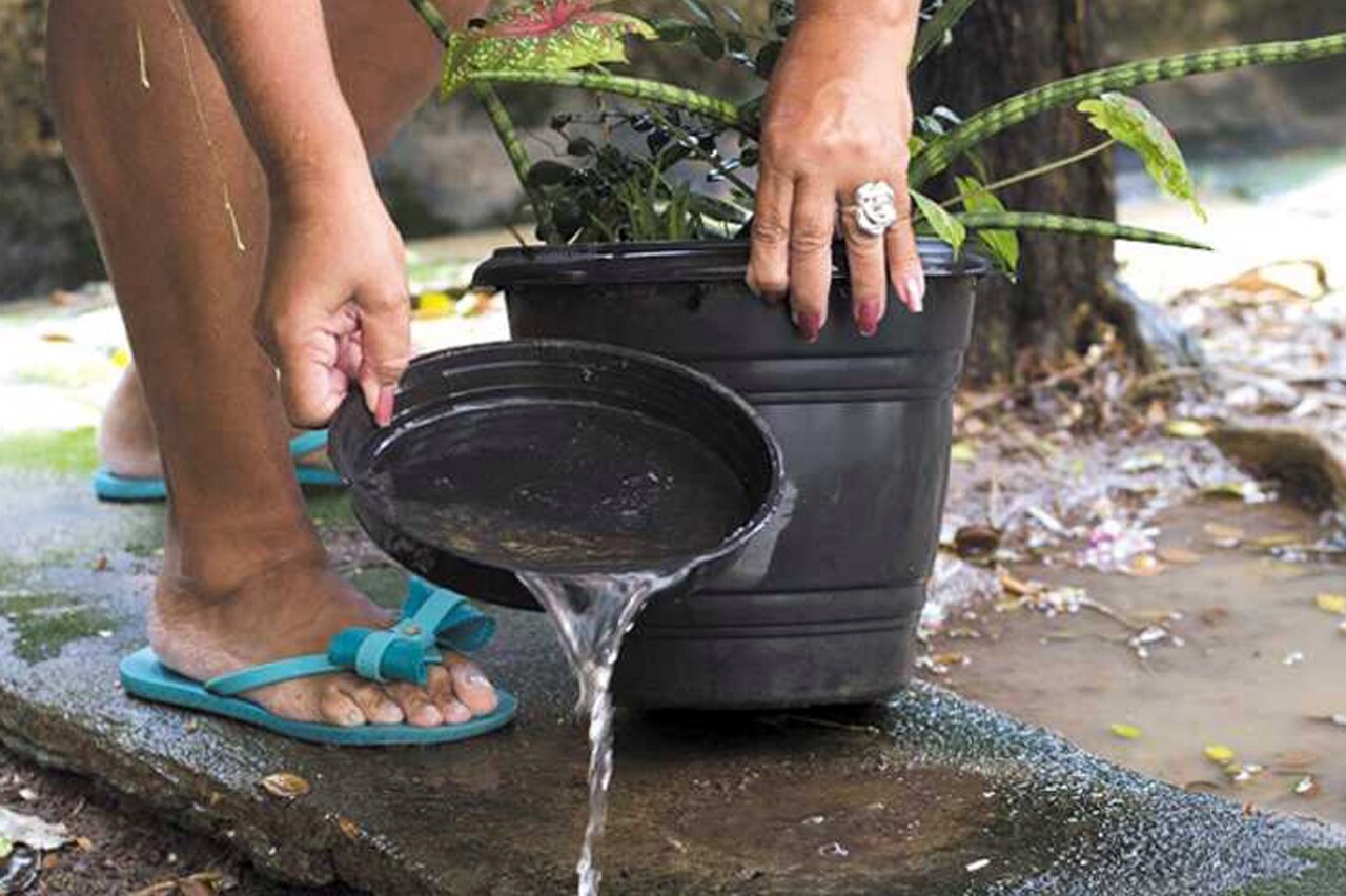 Dengue: Tras las lluvias, refuerzan el llamado a eliminar criaderos de mosquitos