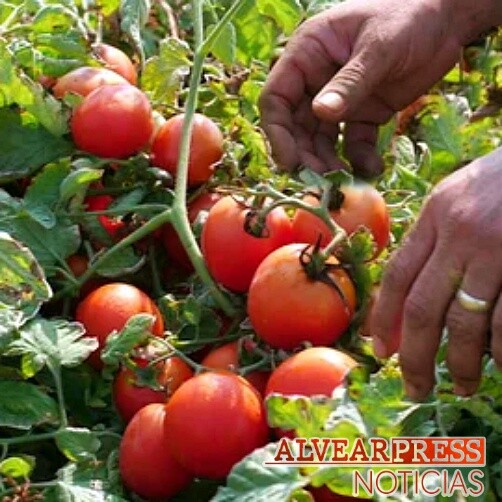 PROVINCIALES | La crisis del tomate industrial se debate en la Legislatura mendocina