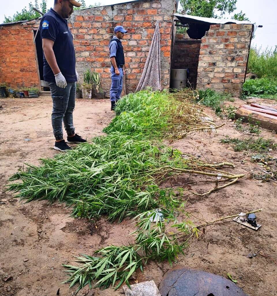 Secuestraron 12 plantas de marihuana