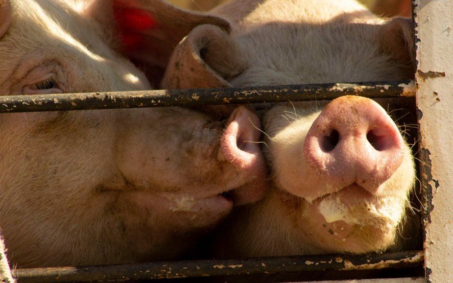 Día del Animal: enterate por qué activistas veganos le cambiaron el nombre a la celebración