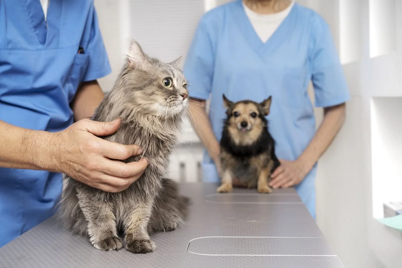 20250411_052924914_Campaxa_de_esterilizacixn_de_mascotas_gratuita_en_Mocha