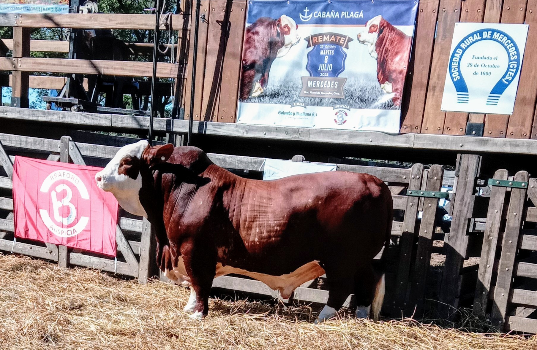 INFO RURAL – PROMEDIOS DEL 22 REMATE DE CABAÑA PILAGÁ REALIZADO EN MERCEDES CTES.