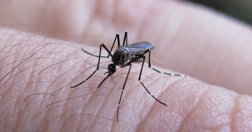 Aumentaron los casos de dengue en la provincia de Santa Fe