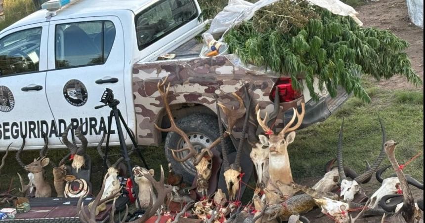 2107293.jpg Secuestran armas y 16 plantas de marihuana en un campo de La Pampa