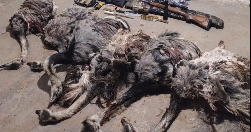 Caza ilegal en Victorica: secuestran seis ñandúes muertos y armas sin documentación