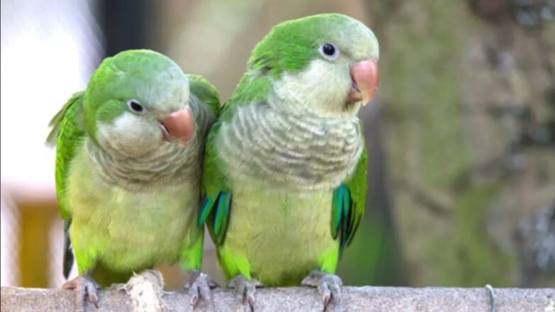 21131.jpg Recomendaciones para prevenir la enfermedad transmitida por aves