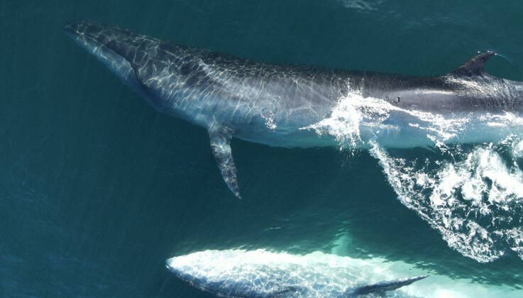 Comodoro Rivadavia incorpora un nuevo atractivo: regreso histórico de la ballena sei