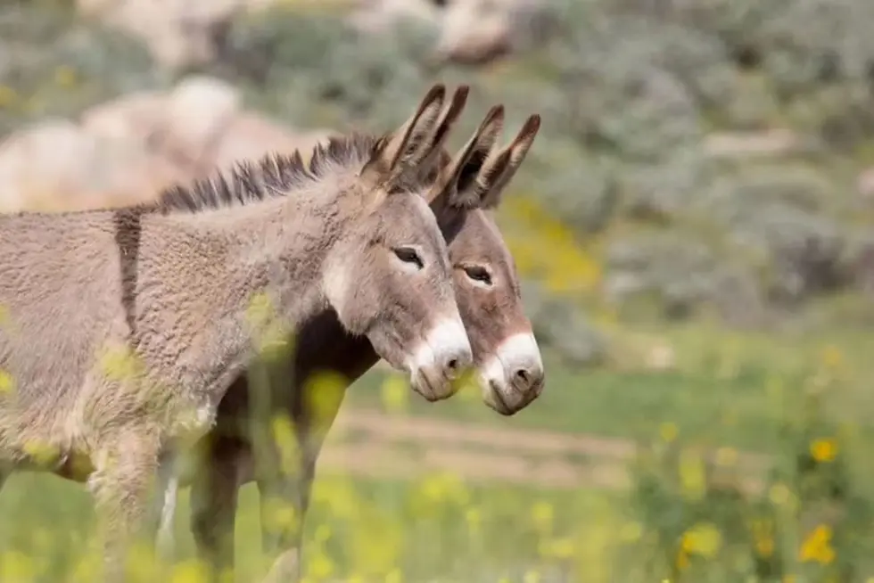 21754_Dos_beb__s_fueron_cambiadas_al_nacer_y_lo_descubrieron_40_a__os_despu__s_2.jpg ¿La probarías? Carne de burro a $ 7.500 el kilo: el proyecto en Chubut que busca instalar un nuevo consumo