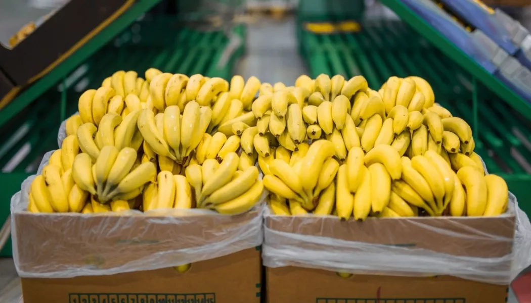 Salta pidió a Nación una reunión técnica para analizar la nueva normativa sobre el ingreso de bananas