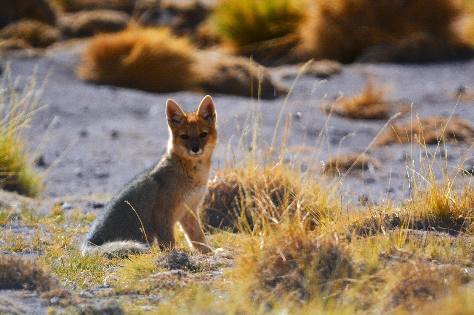 2398e5fb-244a-4c84-91e4-92a536a26161.jfif La Provincia Desarrolla Estudios Científicos para Conocer la Biodiversidad y la Calidad Ambiental en la Región Cordillerana