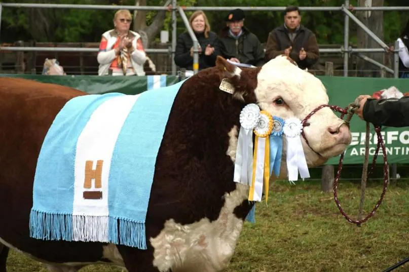251004 gc hereford macho 2.webp