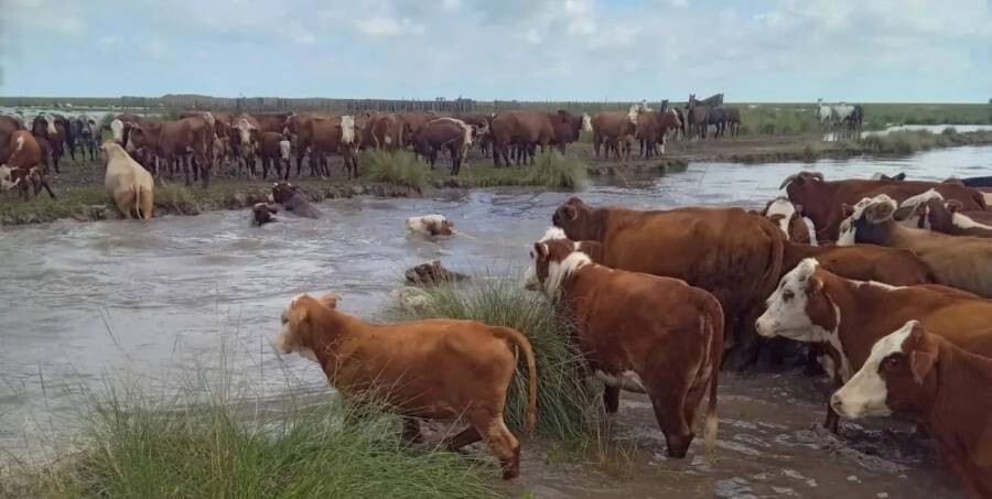 Provincia logró prorrogar la vacunación antiaftosa y flexibilización del tránsito para productores afectados por inundaciones