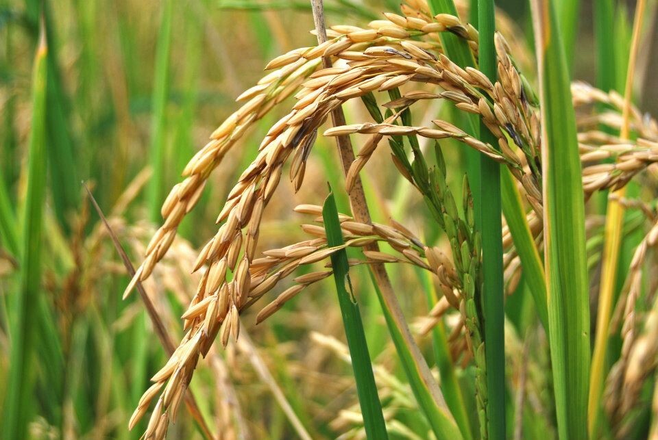 INFO RURAL: CAYÓ LA SIEMBRA DE HECTÁREAS DE ARROZ EN CORRIENTES