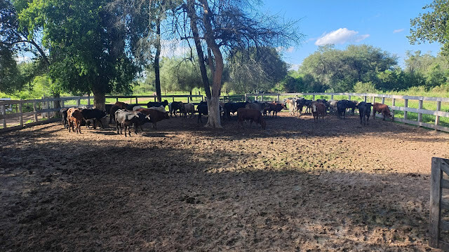 2.jpg Secuestraron 47 animales vacunos durante un allanamiento