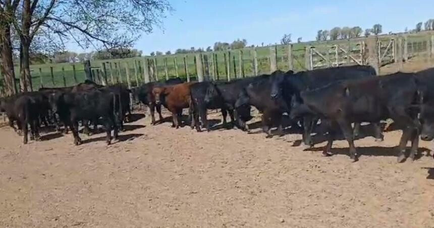 288903.jpg La Pampa: Aparecen 27 terneros en un campo y la Policía busca a los dueños