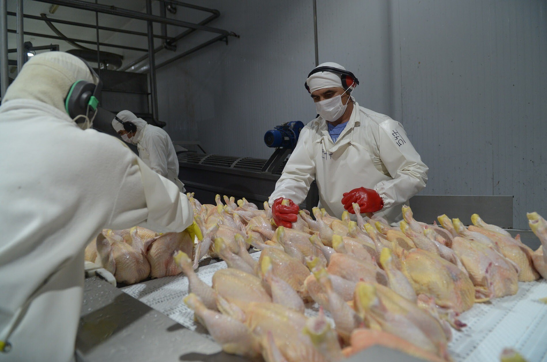 Argentina vuelve a exportar productos avícolas frescos a la Unión Europea
