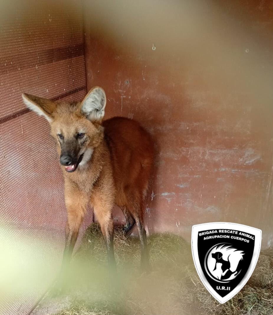 Rescate de especie protegida en Puerto General San Martín